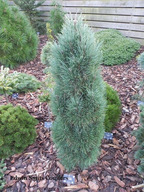 Pinus sylvestris 'Baileys Upright'